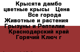 Крысята дамбо цветные крысы › Цена ­ 250 - Все города Животные и растения » Грызуны и Рептилии   . Краснодарский край,Горячий Ключ г.